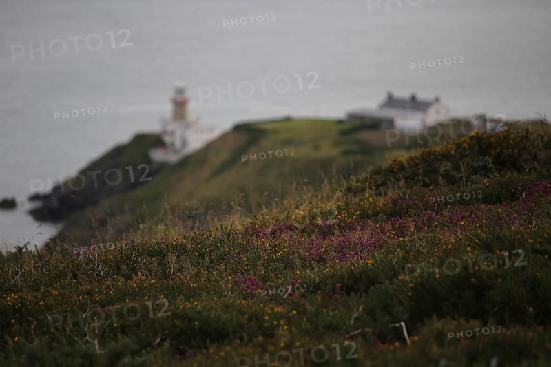 Baily Lighthouse and hillside of heather on Howth Head near Dublin. County Dublin