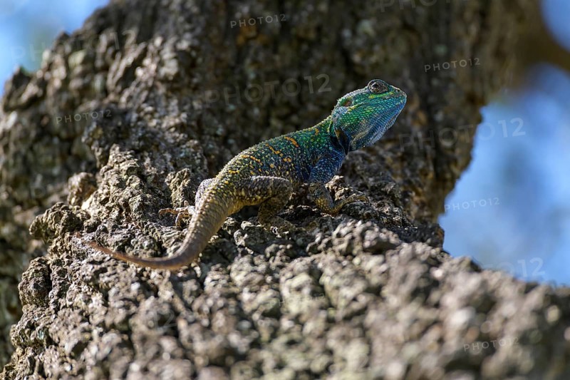 ibllin08200280.jpg