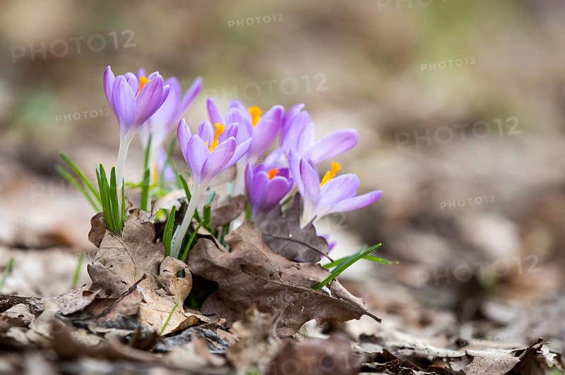Wild crocuses