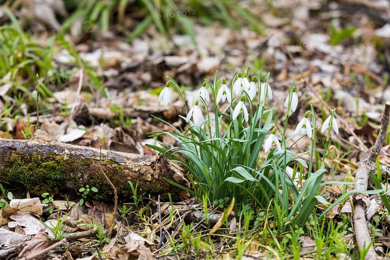 Snowdrop