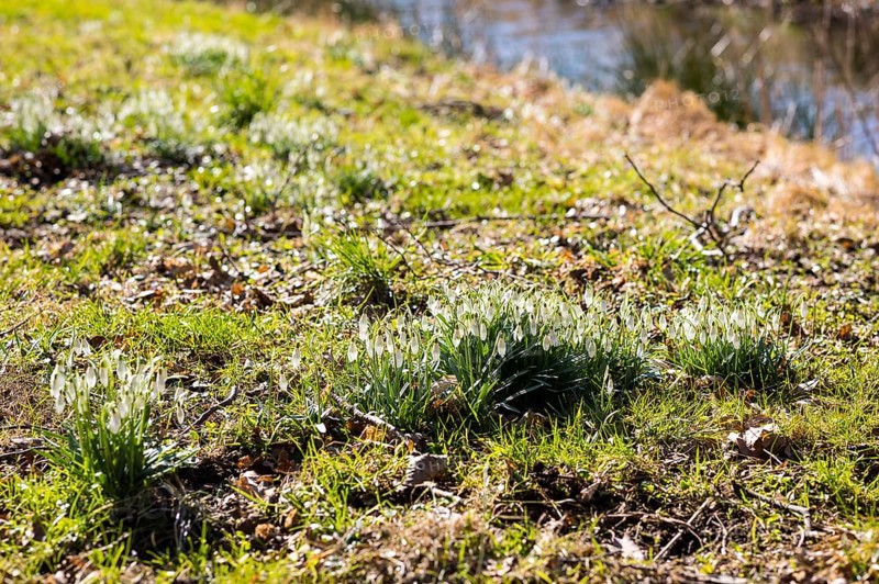 Snowdrop