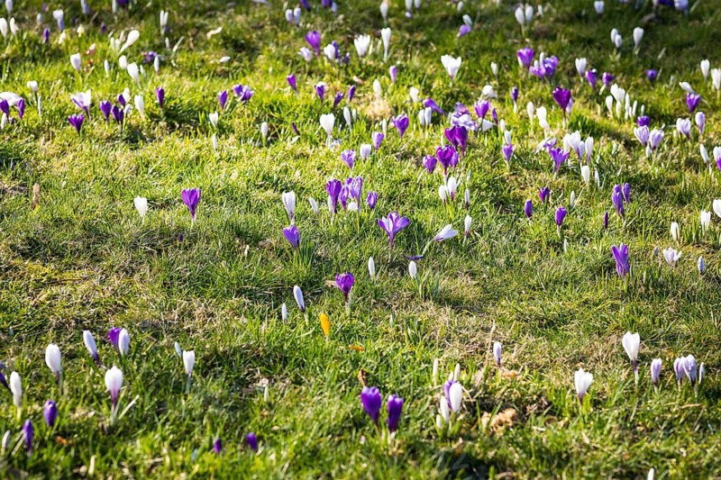 Crocuses