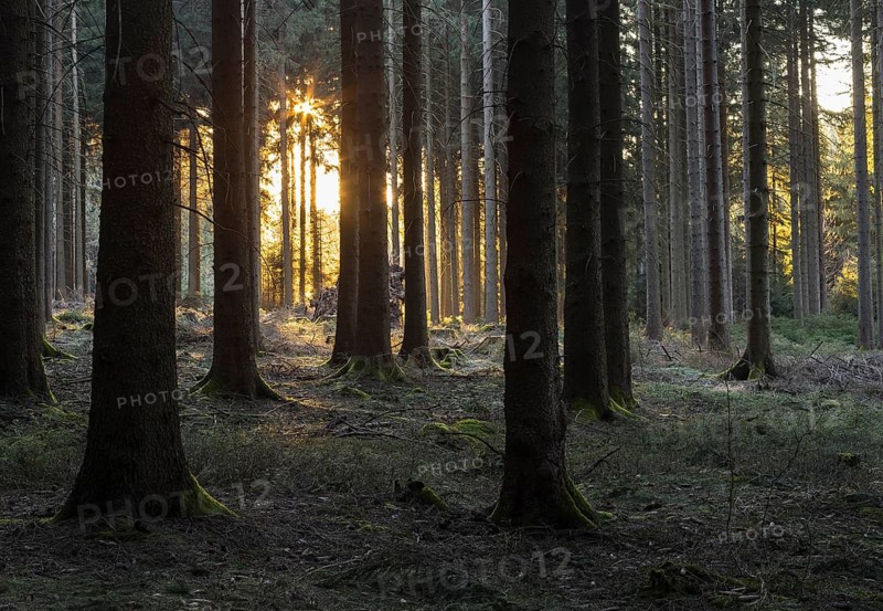 Sun shining in the forest