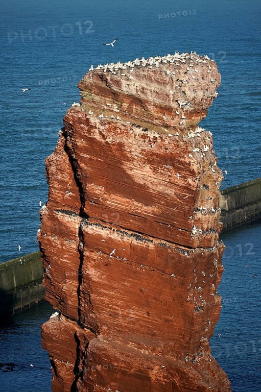 Northern gannet