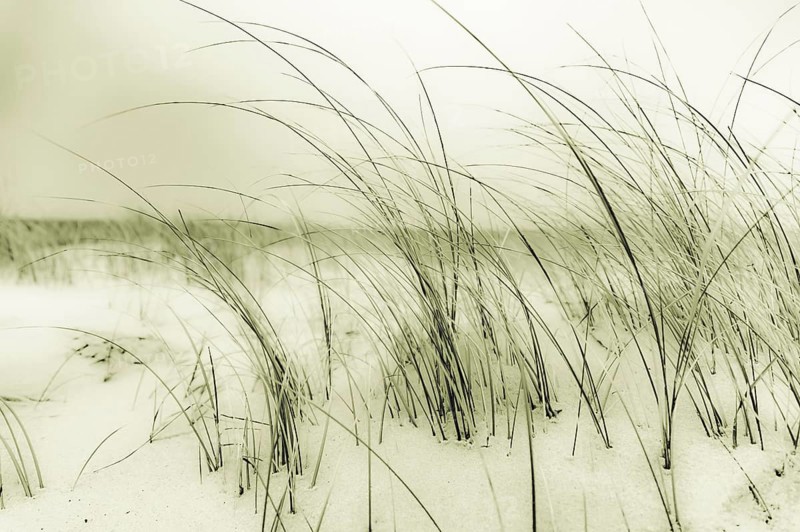 Marram Grass on sand
