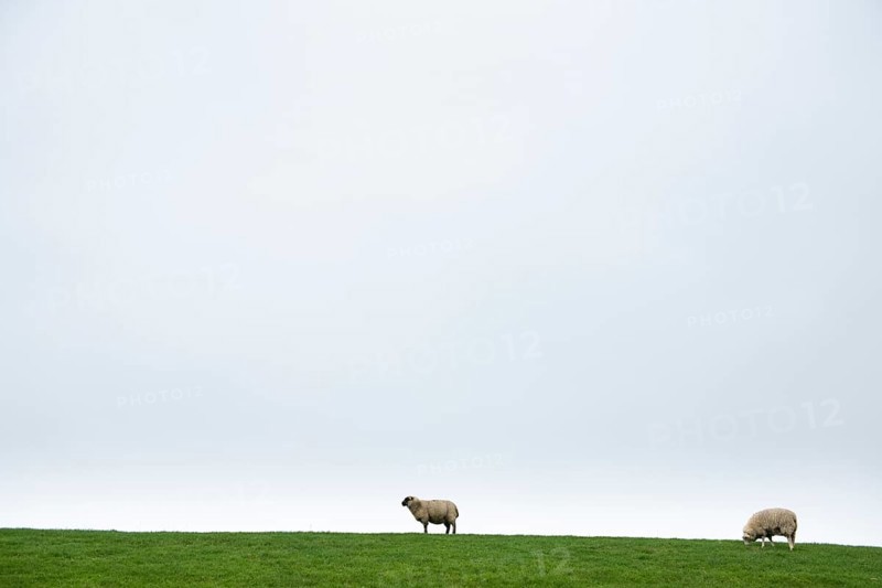 Two domestic sheep