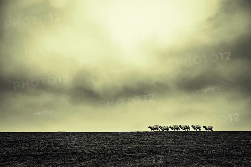 Domestic sheep