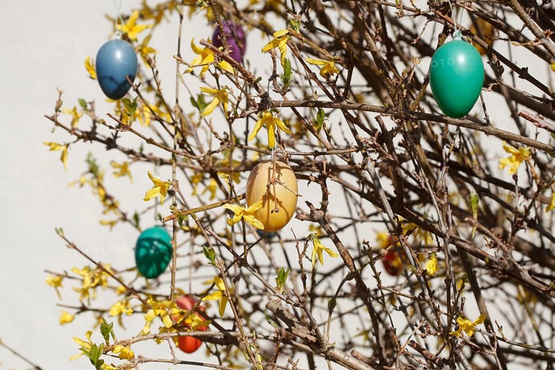 Colourful Easter eggs hanging from forsythia branches