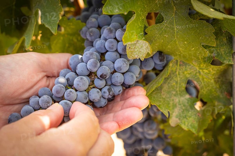 Woman hands hold ripe grapes in vineyard