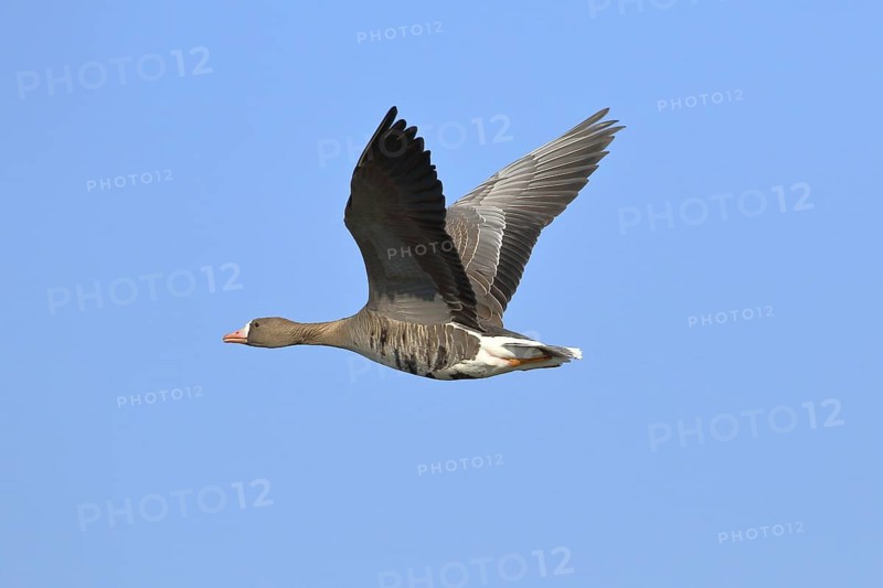 Greater white-fronted goose