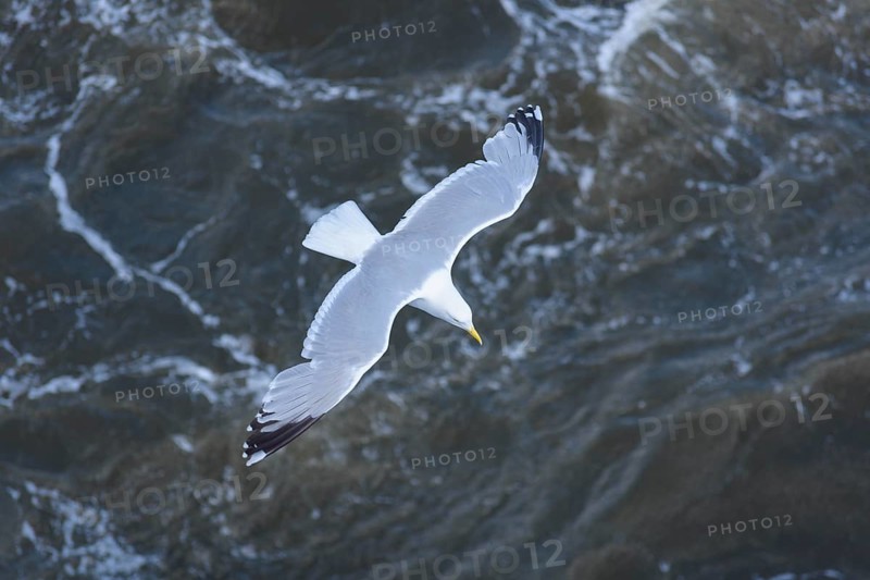 Silver gull in flight