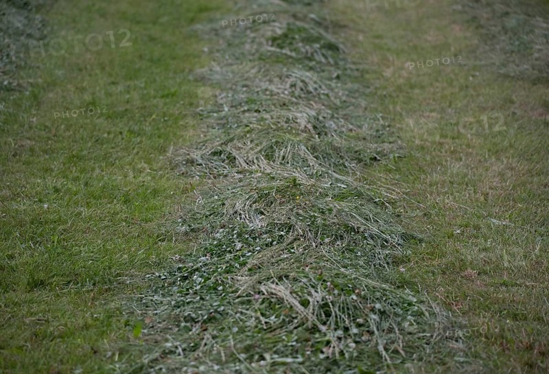 Grass becomes hay