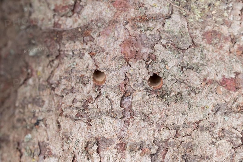 Giant woodwasp