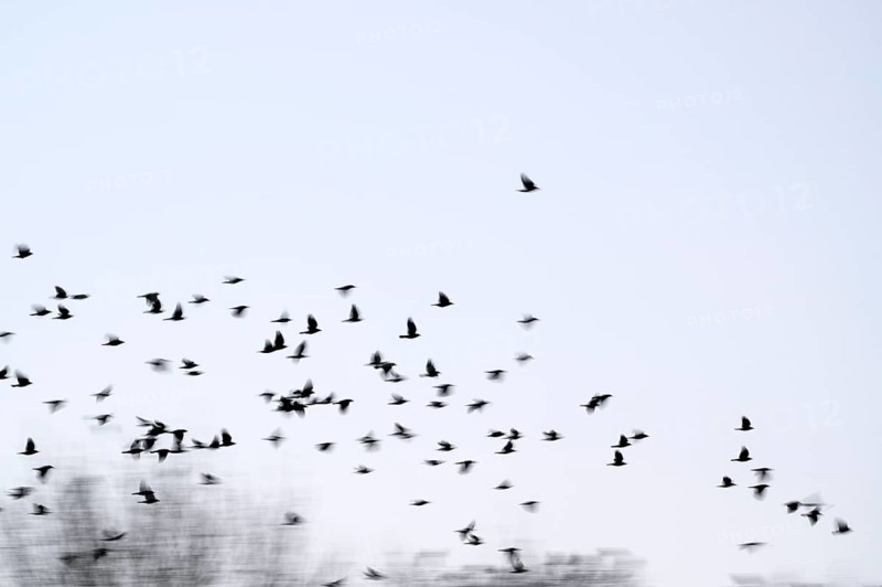 Carrion crow