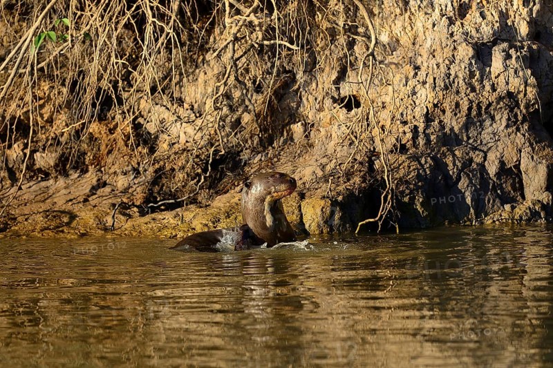 Giant otter