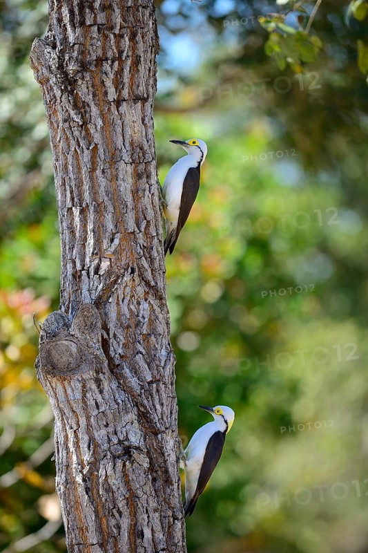 White woodpecker