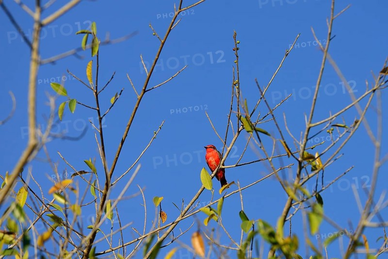 Vermilion flycatcher