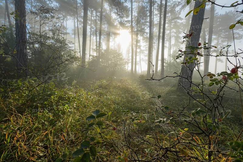 Spider web in the morning with fog and sun
