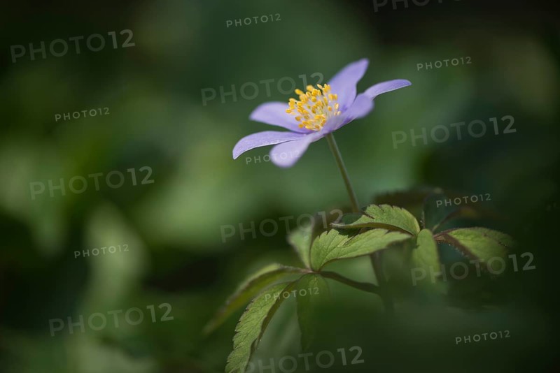 Wood anemone