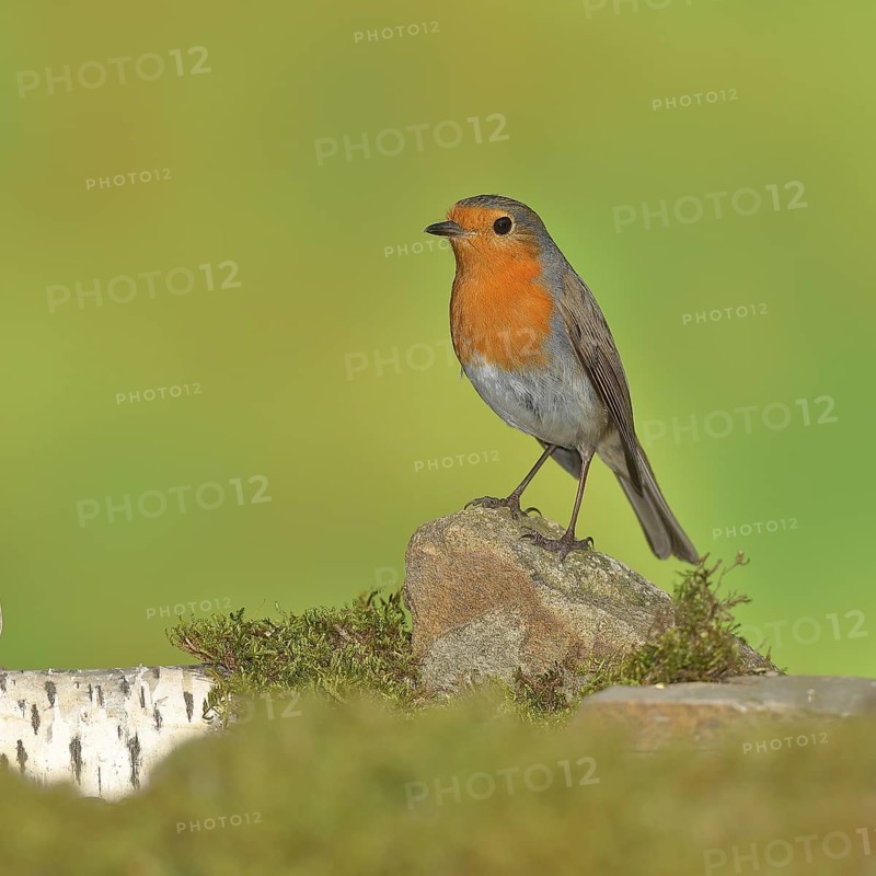 European robin
