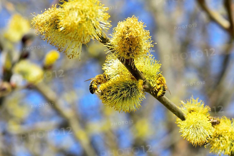 Honey bee