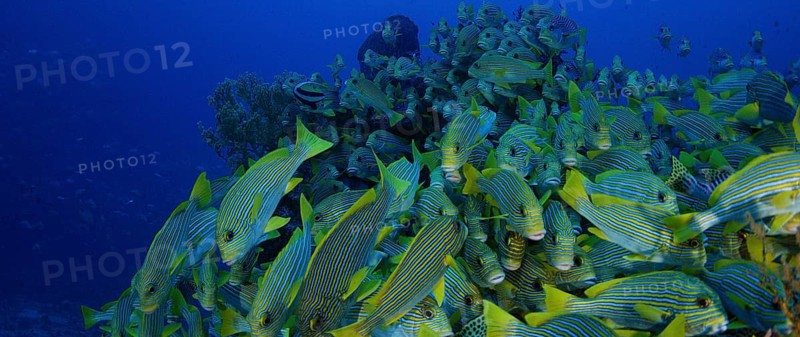 Very big school of Ribboned sweetlips