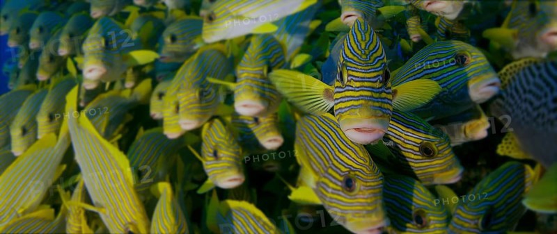 Very big school of Ribboned sweetlips