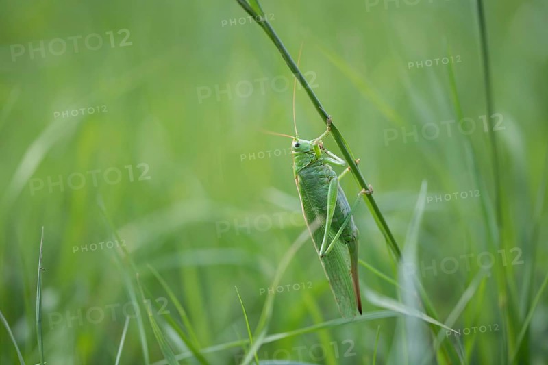 Great green bush cricket