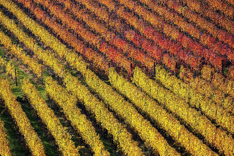 Vineyard