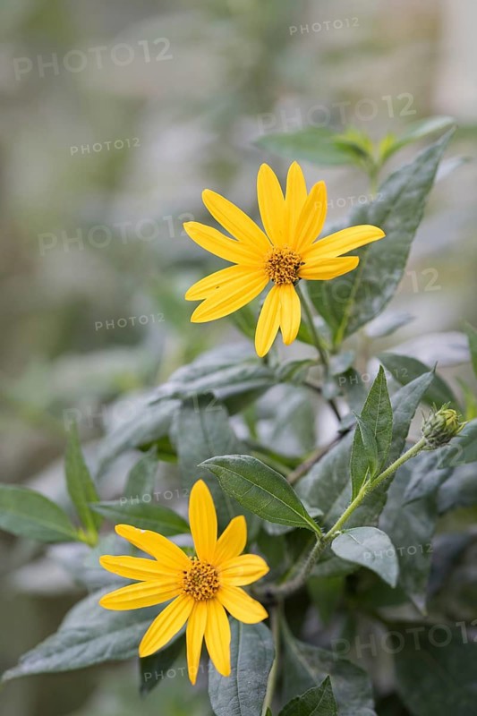 Jerusalem artichoke