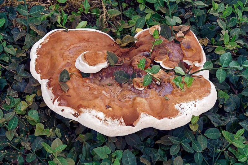 Ganoderma Fungus