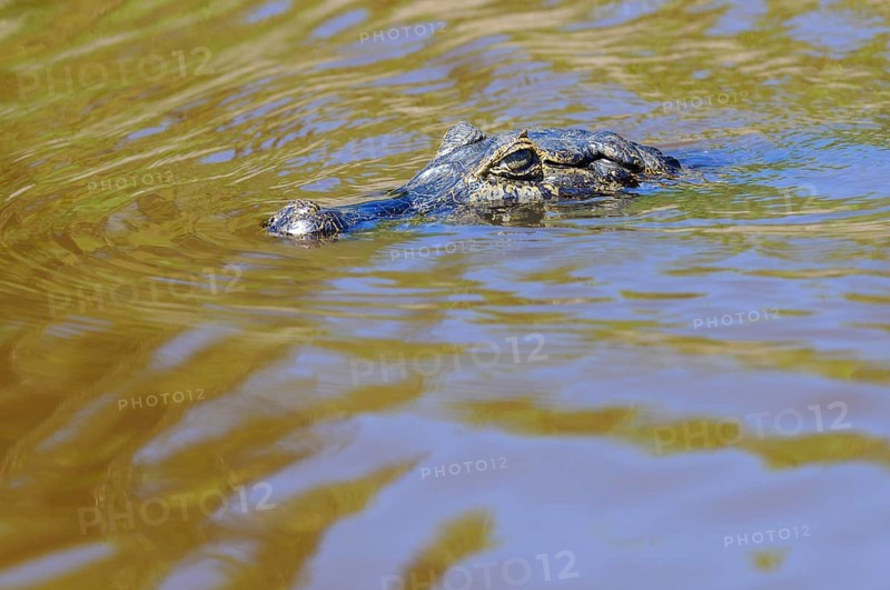 Swimming yacare caiman