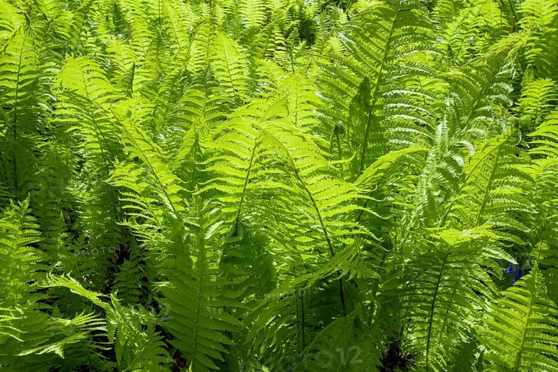 Fresh fern plant in spring