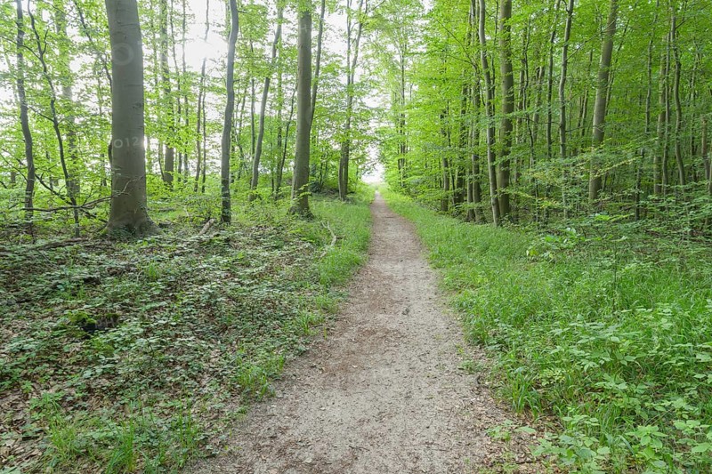 Forest path