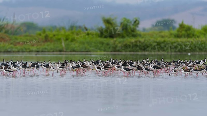 Black-winged Black-winged Stilt
