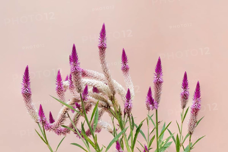 is a cosmopolitan genus of annual or short-lived perennial plants collectively known as amaranths