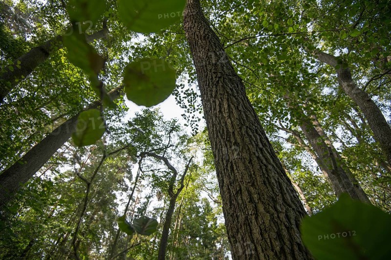 Black alder
