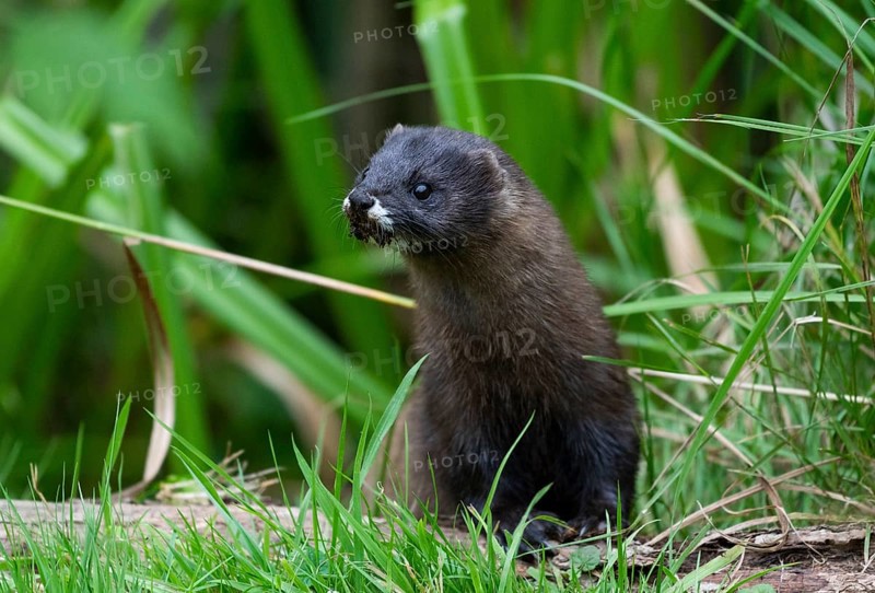 European mink