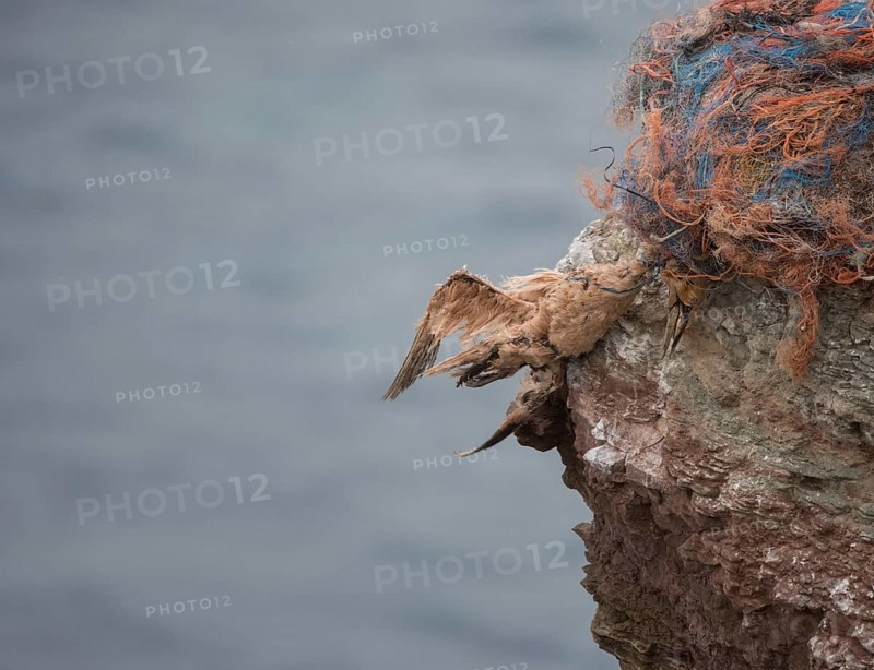Northern gannet