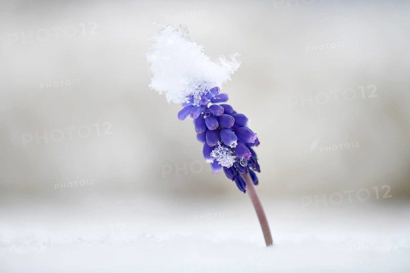 Armenian grape hyacinth