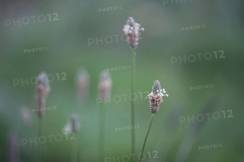 Ribwort plantain