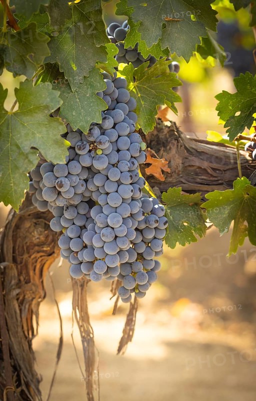 Beautiful lush wine grape in the vineyard