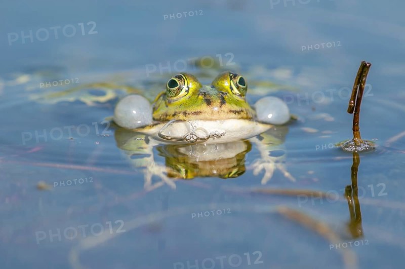 Marsh frog
