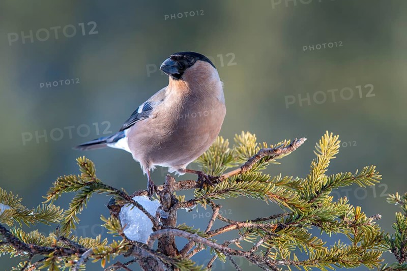 Bullfinch or eurasian bullfinch