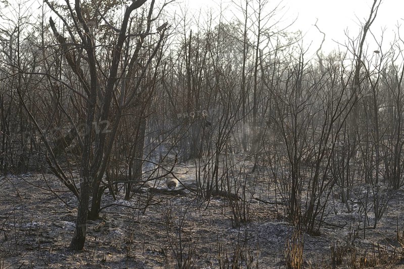 Charred vegetation after a bushfire
