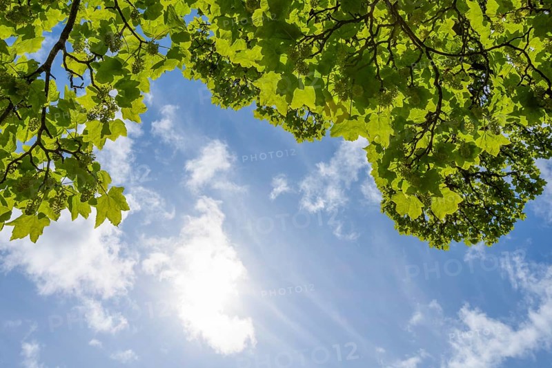 Fresh green maple tree leaves on branch in spring