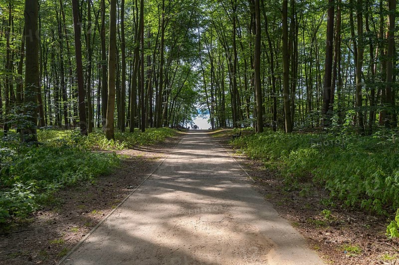 Road through forest to the lake