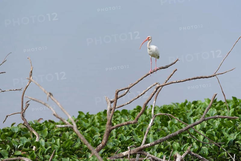 American white ibis