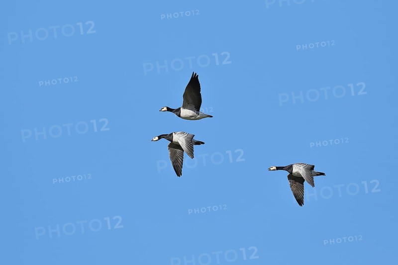 Barnacle geese