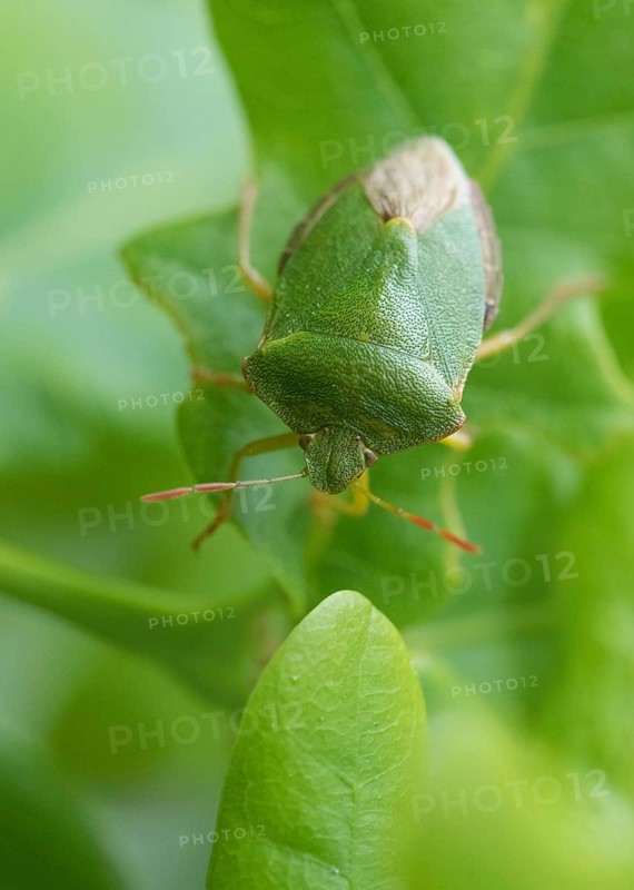 Green shield bug